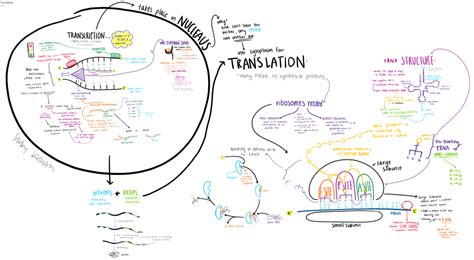 Protein Synthesis Mr Rott S Science Room