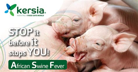 African Swine Fever Asf Stop It Before It Stops You Kersia Group