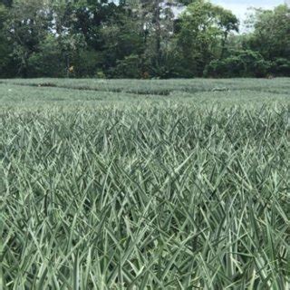 Pineapple Plantation In The Atlantic Zone Lim N Province Costa Rica