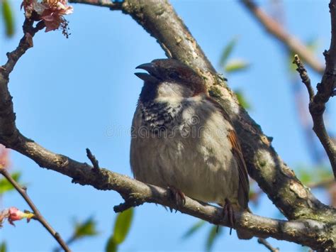 House Sparrow Passer Domesticus Stock Image Image Of Background