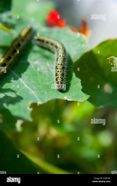 Large White Or Cabbage White Butterfly Pieris Brassicae Caterpillar