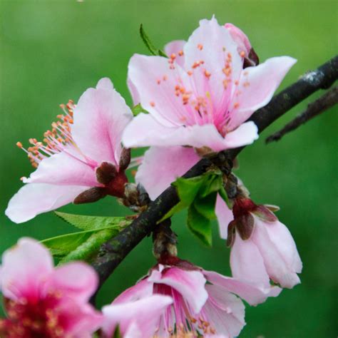 Weigela florida brigela - Weigela florida brigela Pot 3L