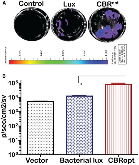 Frontiers Development Of A Click Beetle Luciferase Reporter System