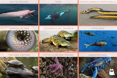 Animales Acuáticos Qué Son Características Y 20 Ejemplos Con Fotos