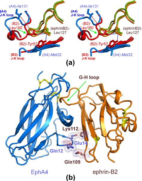 Unique Features Of The EphA4 Ephrin B2 Interclass Dimerization