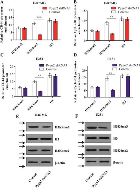 Effects Of Pygo2 Knockdown On H3k4me2 And 3 Protein Expression A D