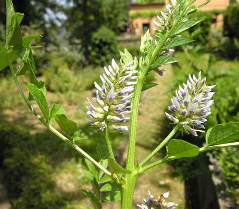 German Liquorice 21540 English Common Name Glycyrrhiza Echinata