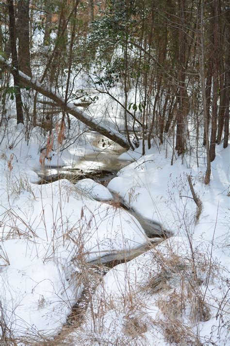 Free Images Tree Nature Forest Outdoor Creek Wilderness Branch