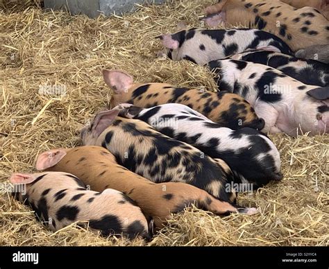 Sleeping baby pigs Stock Photo - Alamy