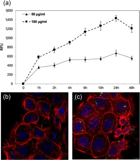 Cellular Uptake And Confocal Image Of Caco Cells After Incubation