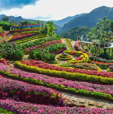 Flower Farm Cebu City Best Flower Site