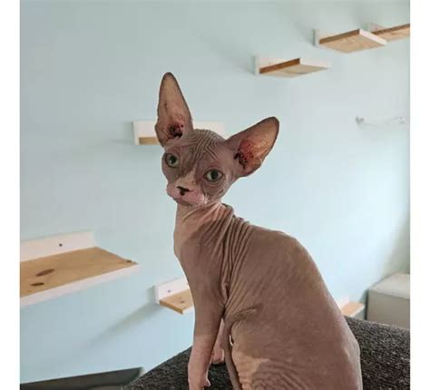 Gato Esfinge Sphynx Egipcio Pelado Sin Pelo Criadero Legal Mebuscar