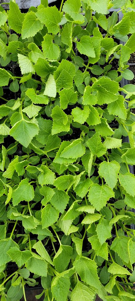 Yellow Doll Hybrid Watermelon Starter Live Plants 4 Seedlings Hello