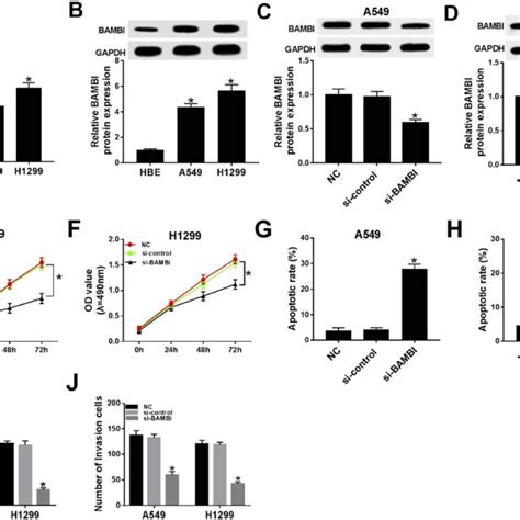 Bambi Knockdown Inhibited Cell Proliferation Migration And Invasion