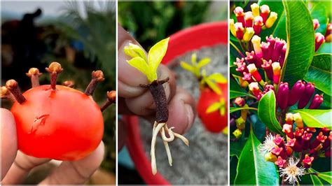 How To Grow Clove Plant At Home How To Grow Clove Plant From Clove