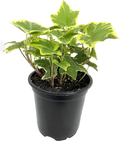 Golden English Ivy 3 Live Plants In 4 Inch Pots Hedera Helix