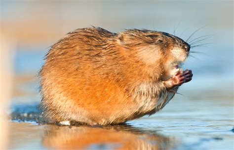 Facts About Muskrats Live Science