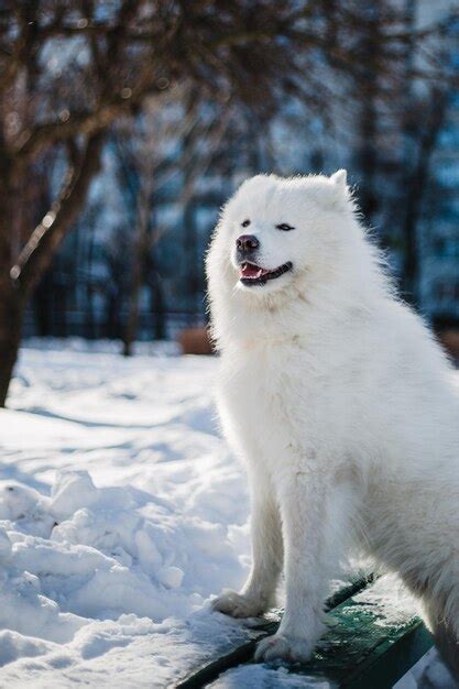 Un Perro Samoyedo Blanco Se Sienta En La Nieve Foto Premium