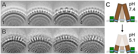 Low PH Induced Structural Rearrangements Of Glycoprotein Spikes A And