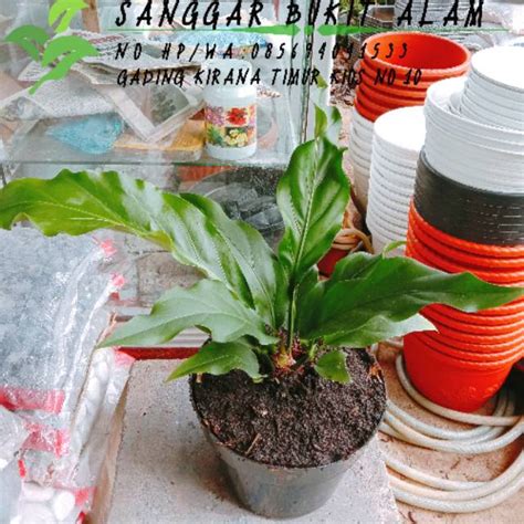 Jual Tanaman Hias Bunga Gelombang Cinta Anthurium Plowmanii Pot