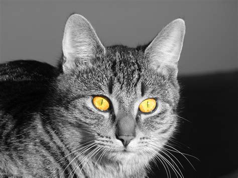 Cat Eyes Shining Yellow Free Photo On Pixabay Pixabay