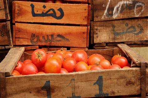 El Tomate De Marruecos Conquista Europa Ante La Pasividad De La Ue