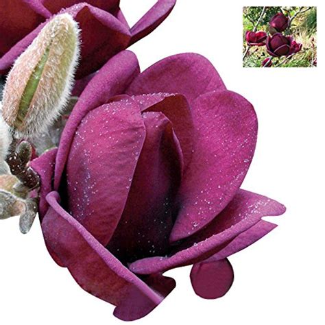 Nema Rare Genie Dark Red Yulan Magnolia Flower Seeds 30 Pcs