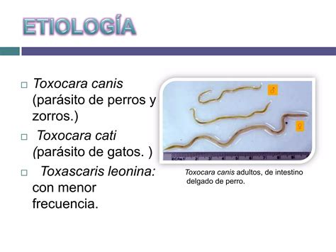 Larva Migrans Cut Nea Y Visceral Ppt