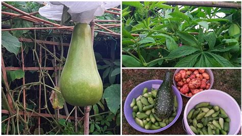 Shoker Bagan Uk Harvesting Bottle Gourd Other Vegetables