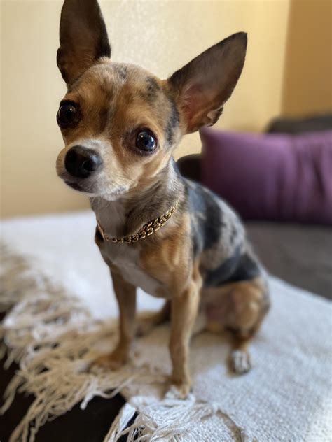 My boy spock : r/Chihuahua