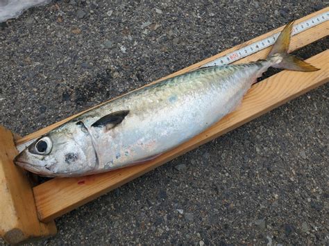 大サバでましたよ かときちの尼崎釣り公園andムコイチ日記