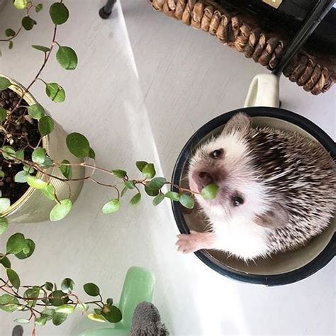 Cute Hedgehog in a Cup with Potted Plant