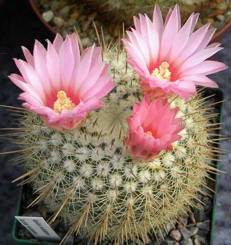 Parodia Nordisk Kaktus Selskab Cactus Y Suculentas Plantas