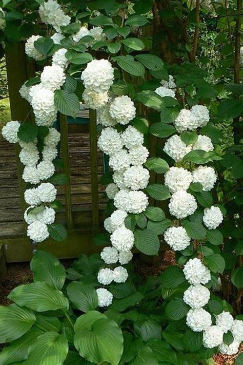 17 Dreamy Hydrangea Gardens That Are Giving Us Major Inspiration