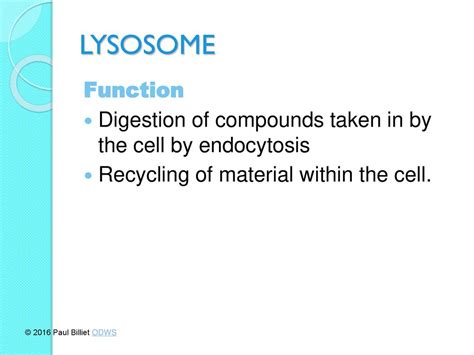 eukaryote cell ultrastructure