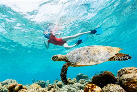 Snorkeling Vs Scuba Diving Choosing The Right Underwater Adventure For