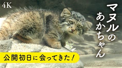 マヌルネコの4匹の赤ちゃん初お披露目【神戸どうぶつ王国】 Youtube