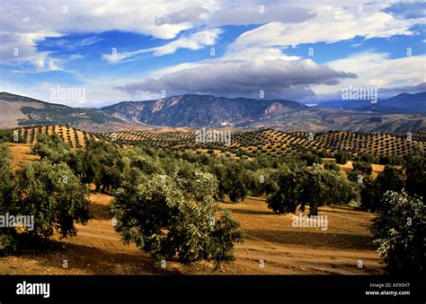 Olive Trees In Andalucia Spain Spanish Landscape Mountains Sun Stock