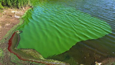 Alerta Roja Por Cianobacterias En Varias Lagunas Bonaerenses Infocielo