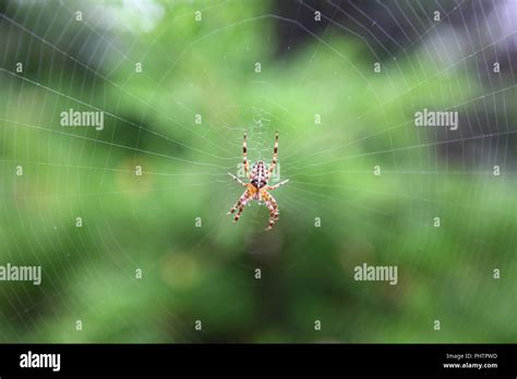 Garden spider in a web Stock Photo - Alamy