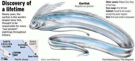 Meet The Oarfish Rare 18 Foot ‘sea Serpent Found At Catalina Orange