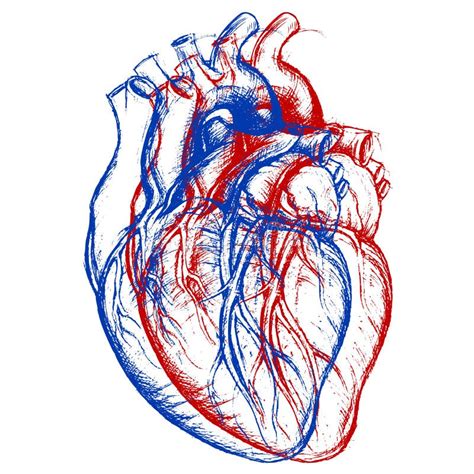 Cuore Umano Disegnato A Mano Schizzo Anatomico Medicina Colo Di