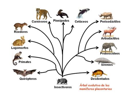 Evoluci N Fijismo Y Evolucionismo Ppt