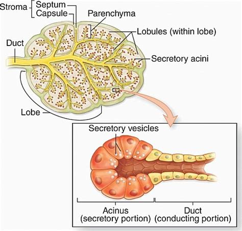 Exocrine Gland Duct