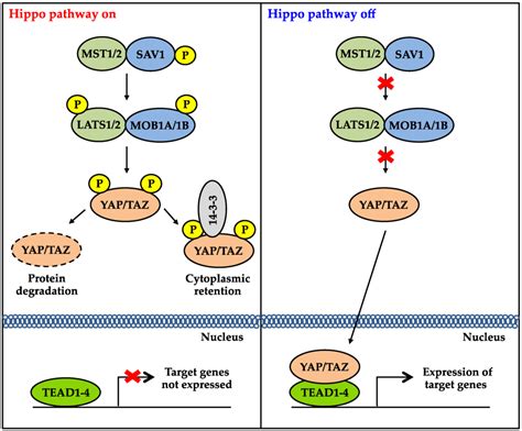 Genes Free Full Text Targeting The Hippo Signaling Pathway For Tissue Regeneration And