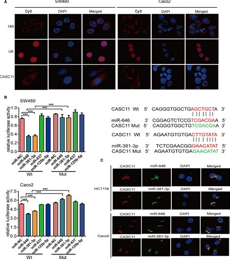 Figure 1 From The Lncrna Casc11 Promotes Colorectal Cancer Cell