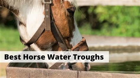 5 Best Horse Water Troughs & Tanks (Reviewed 2021)