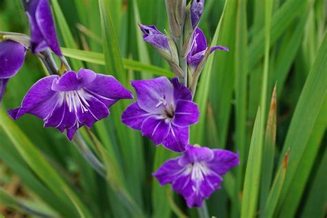 Gladiolus Flower Purple - Free photo on Pixabay