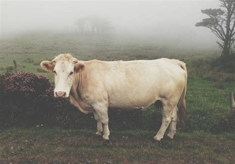 White Cow Names - 60+ Best Cow Names For White Cows