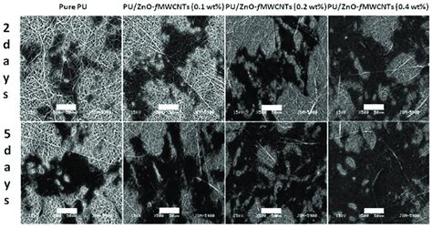 Sem Micrographs Showing Adhesion And Proliferation Of Mc T E